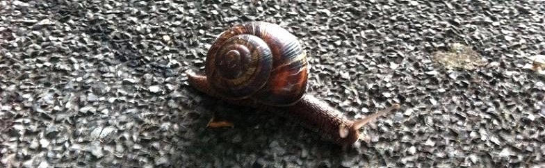 lumaca